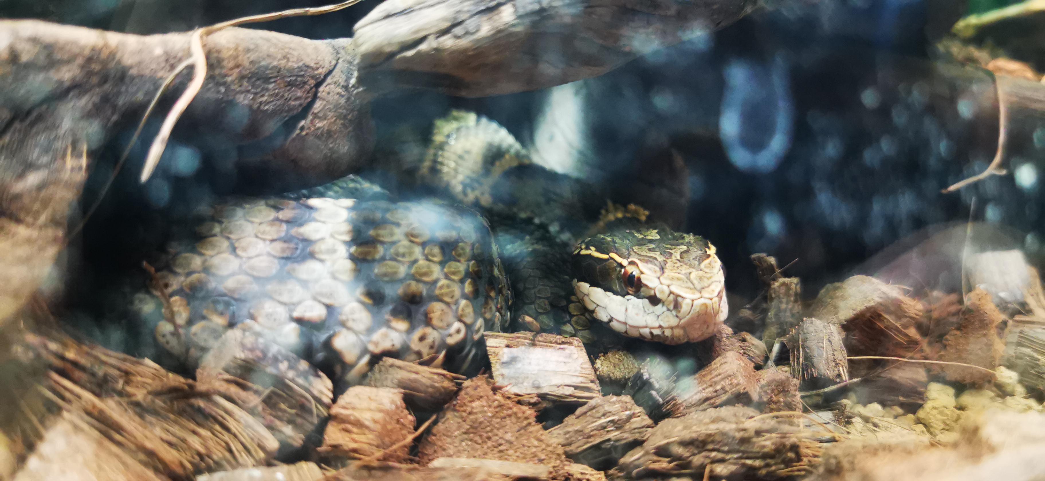 谁来仔细科普一下槌子蛇这东西