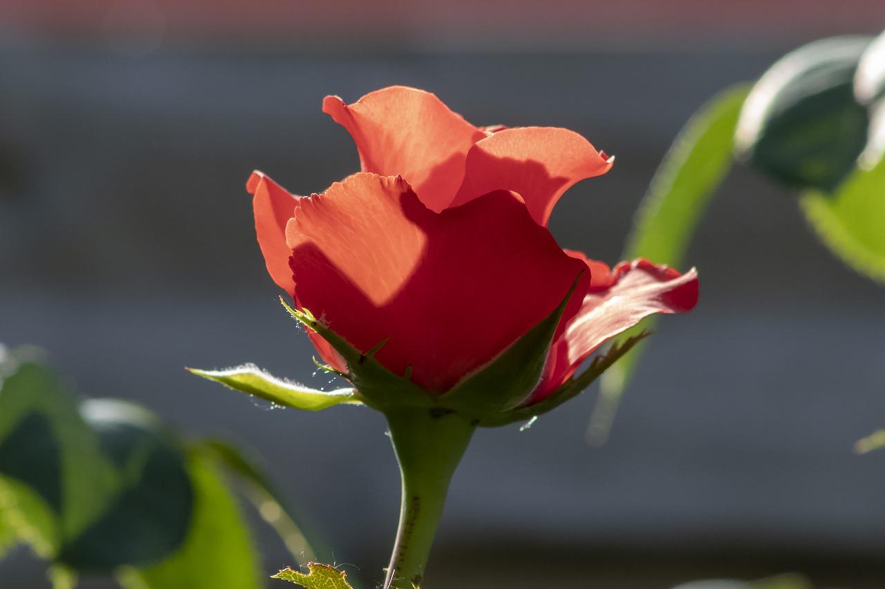 3. 耐寒玫瑰推荐