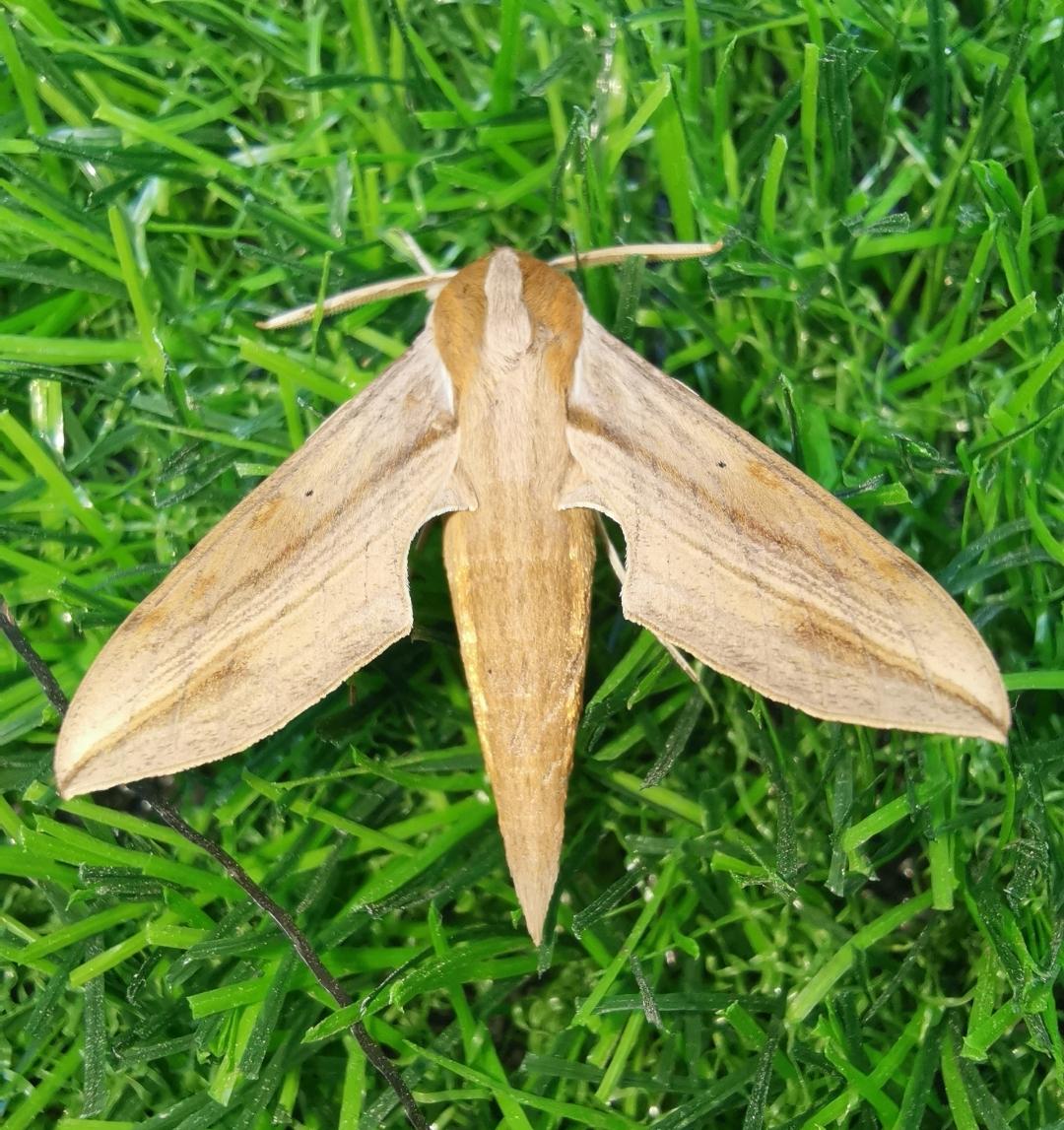 请问这是什么飞蛾的幼虫?