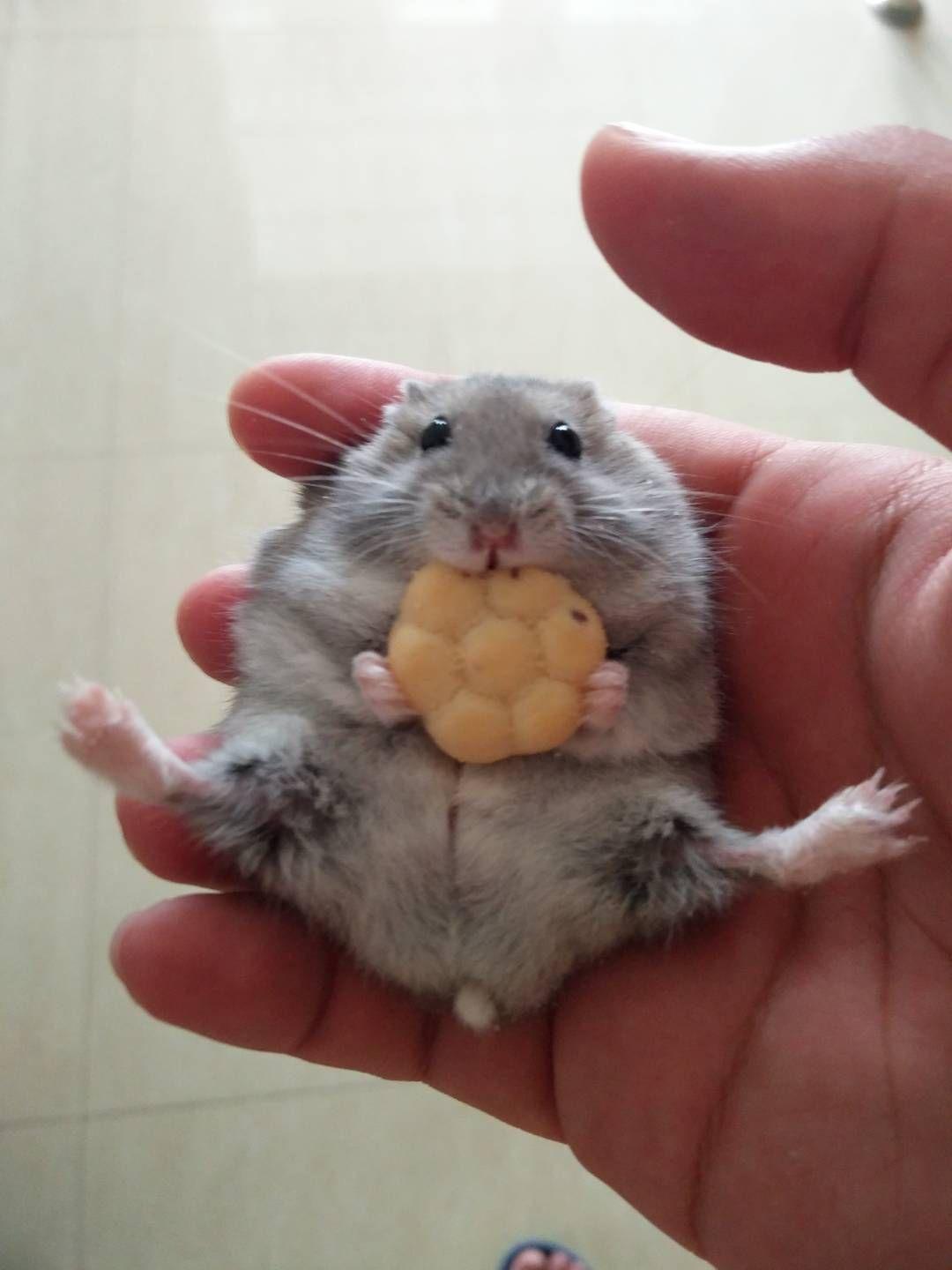 我今年11周岁,准备养一只银仓鼠宝宝,各位有什么推荐呢?怎么养呢?