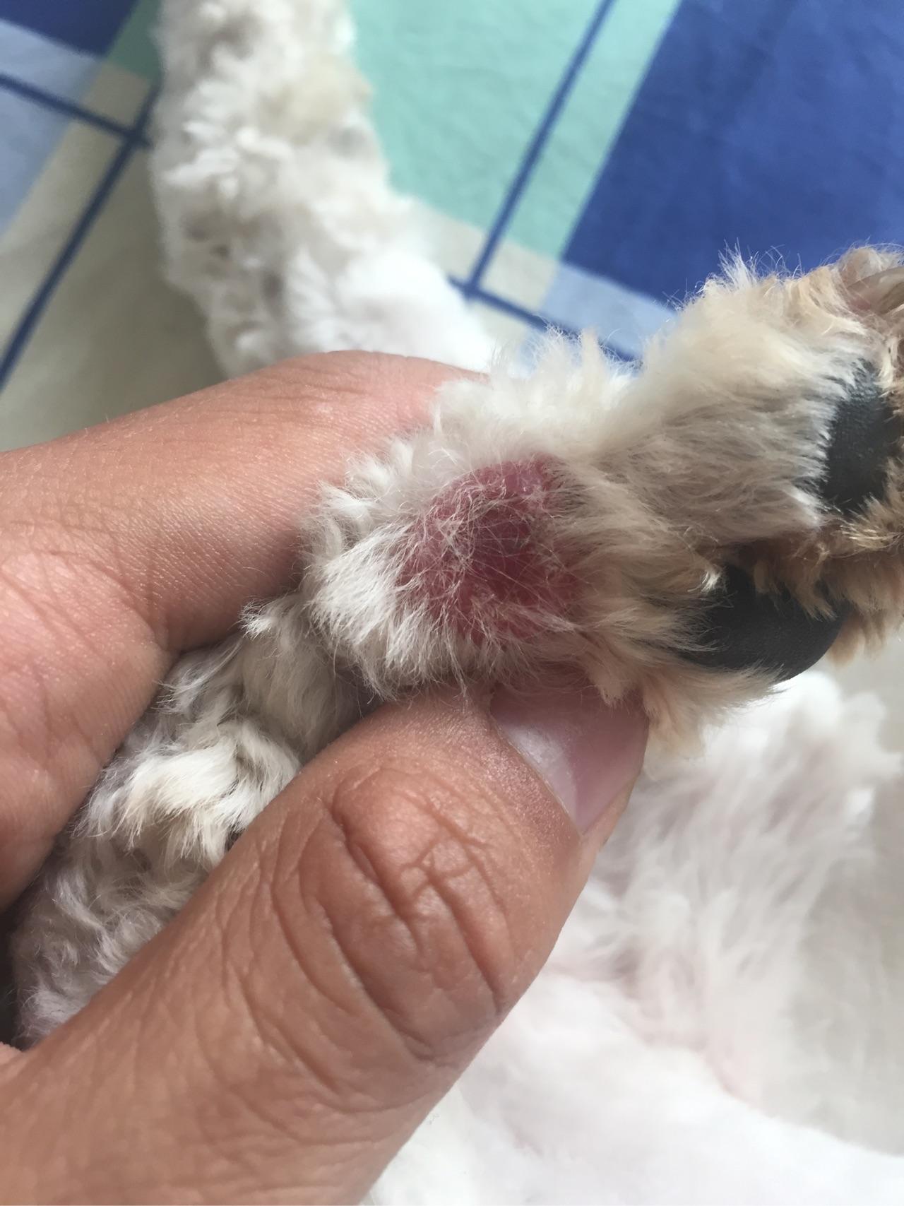 狗狗脚上长了一个红色瘤子状的东西,感觉很敏感,请问是什么?