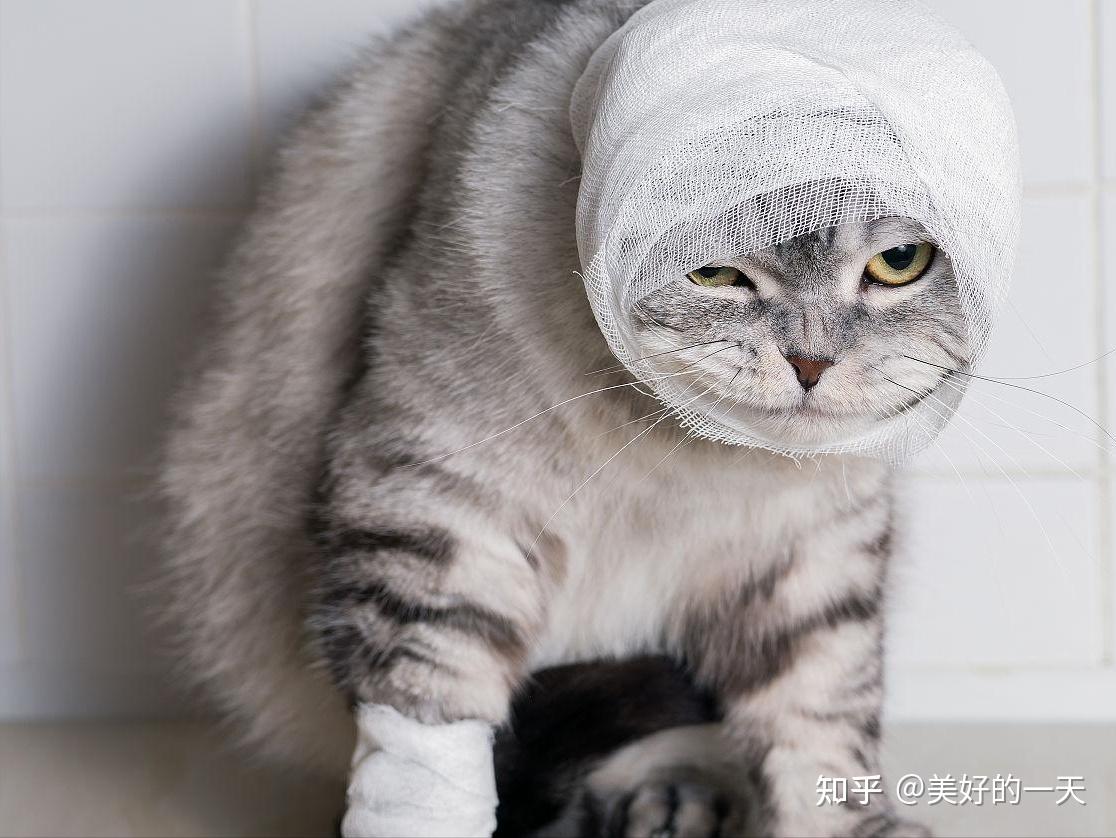 即使再生气,也“别打”你家猫,过来人告诉你为什么! - 知乎