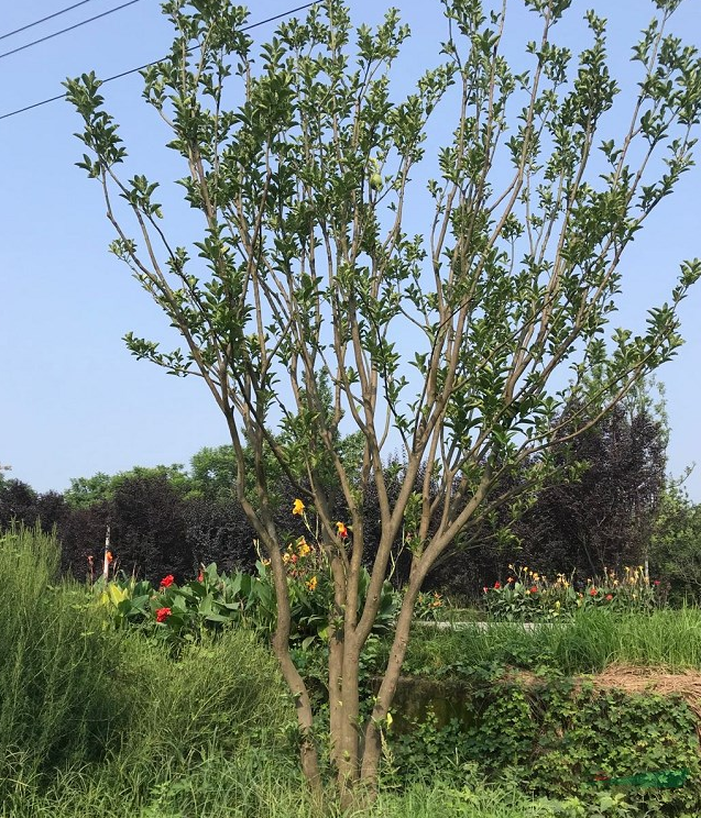 苗木价格 年柚子树最新市场行情分析 知乎 苗木价格 年柚子树最新市场行情分析 知乎