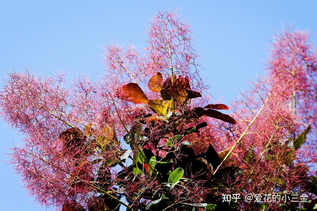 秋冬赏叶植物(二):黄栌 - 知乎