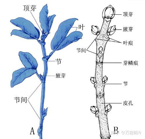 叶痕和芽鳞痕的区别? - 知乎