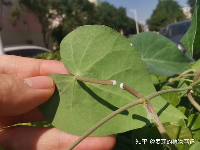 如果你有寻常疣或灰指甲，不要错过鹅绒藤这种植物，它能帮助你 - 知乎