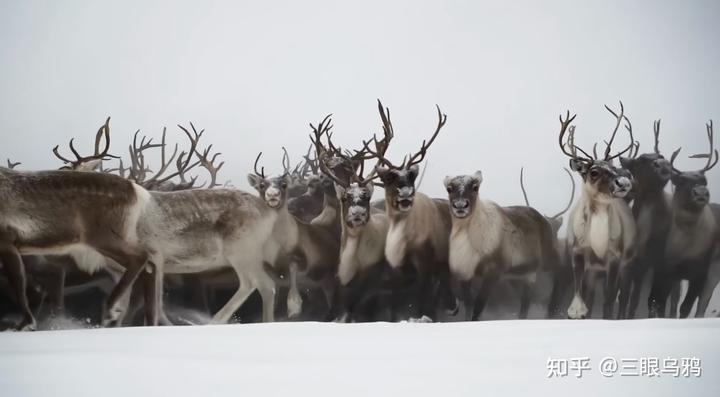 如果将 20 只狼和 500 只鹿放进同一孤岛，最后谁能活下来？