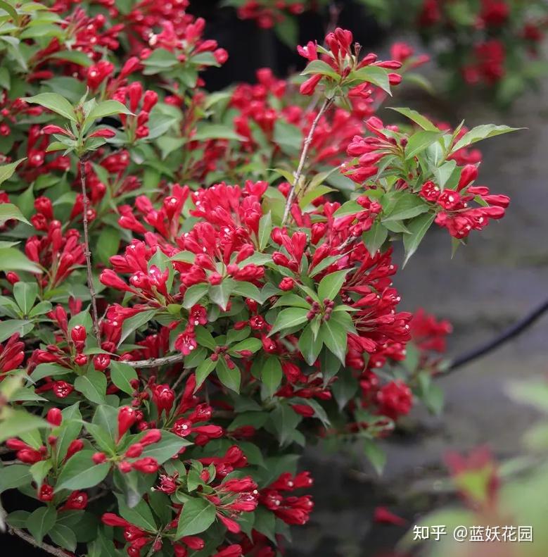 蓝妖:锦带花的养殖方法和注意事项,搞定这5点,开花翻倍 - 知乎