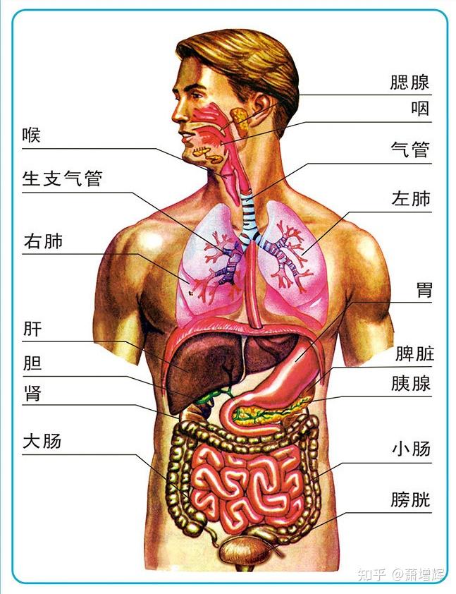 岔气的位置图片图片