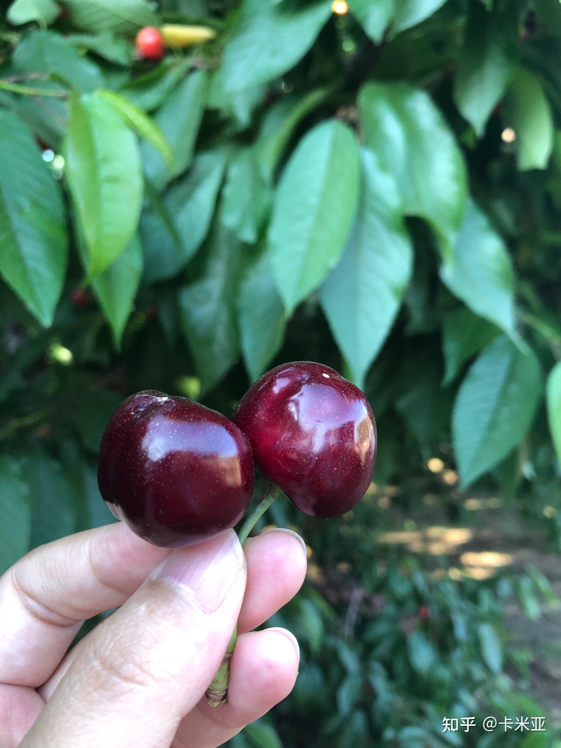 为什么车厘子很贵,果子的大小有什么影响? - 知乎