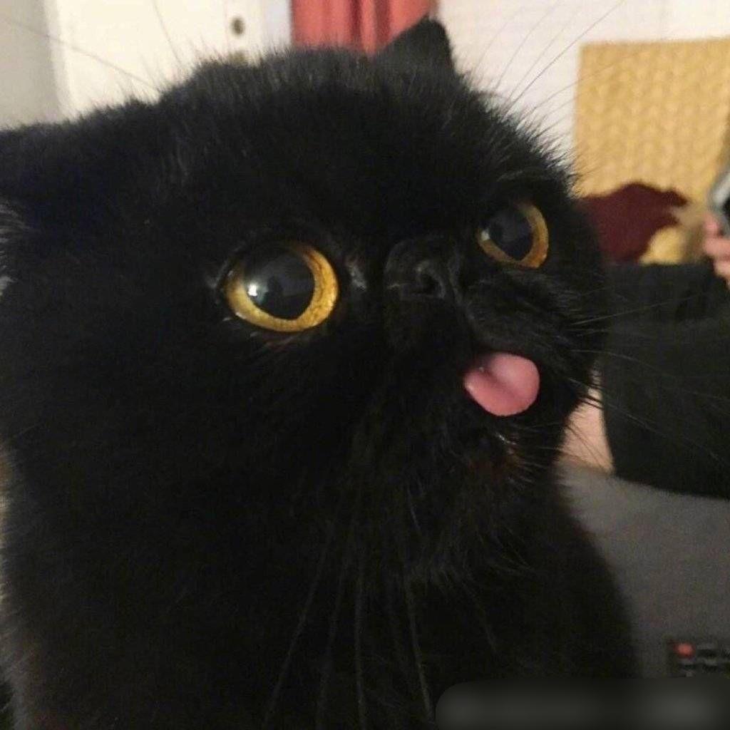 有黑猫头像吗? - 知乎