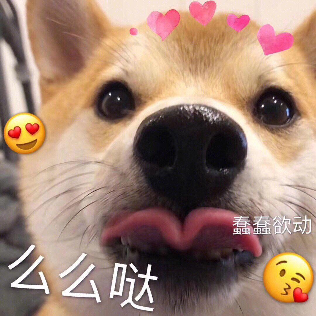 有哪些狗表情包(非经典)? - 知乎