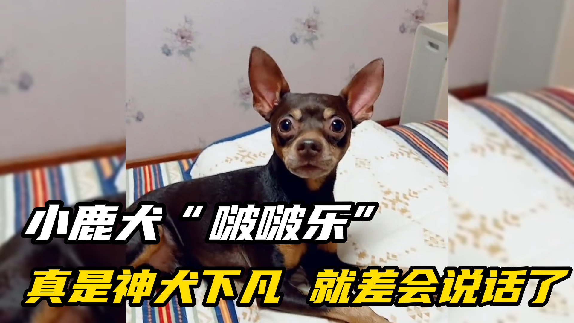 小鹿犬啵啵乐坐拥400万粉丝网友真是神犬下凡就差会说话了