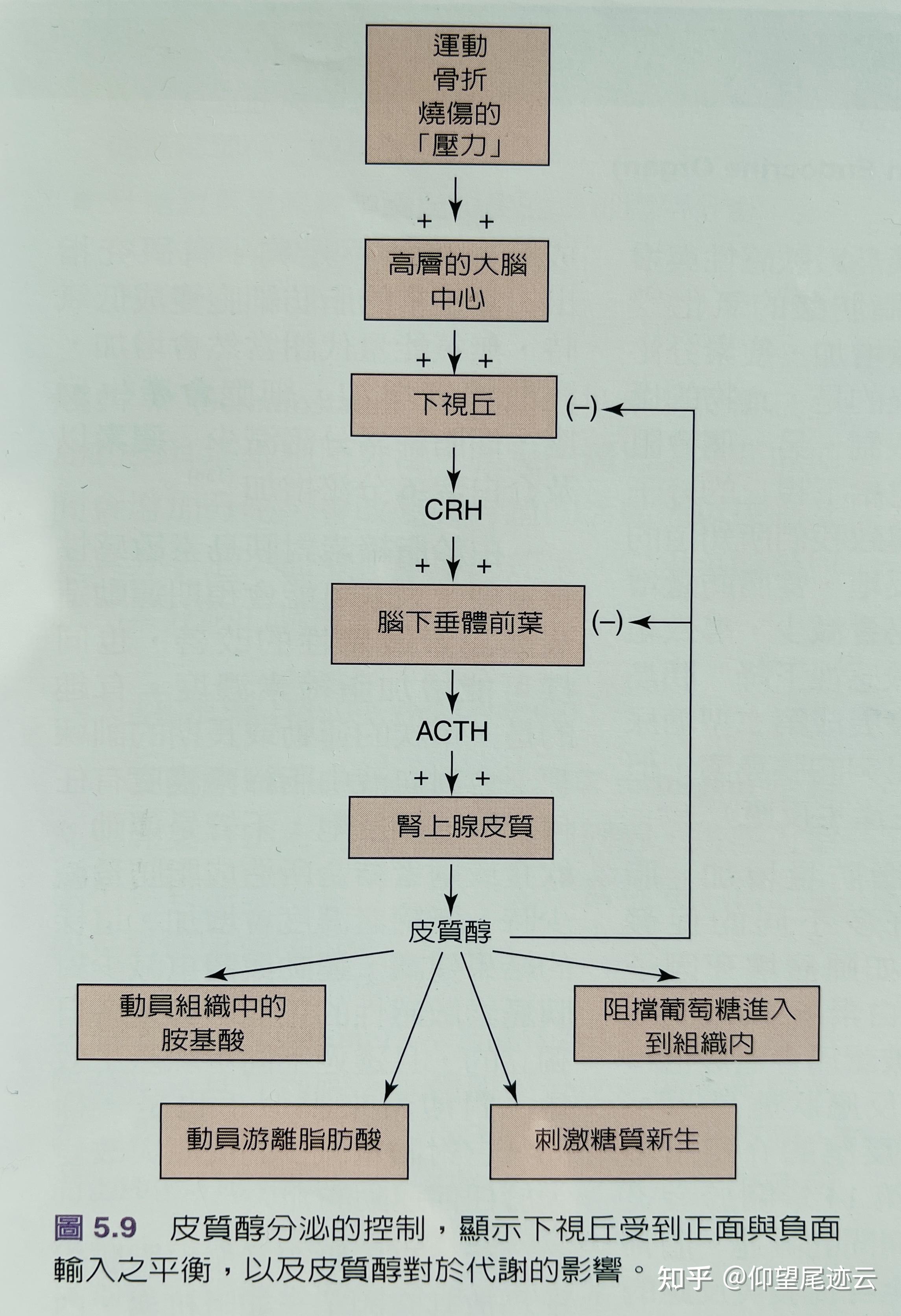 皮质醇——又一个减肥失败的替罪羊