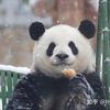 东风吹