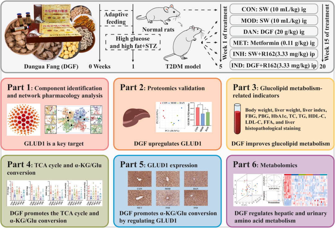 JEP(IF=5.4)|福建中医药大学研究团队：多组学揭秘丹瓜方调控GLUD1改善糖尿病代谢机制 - 知乎