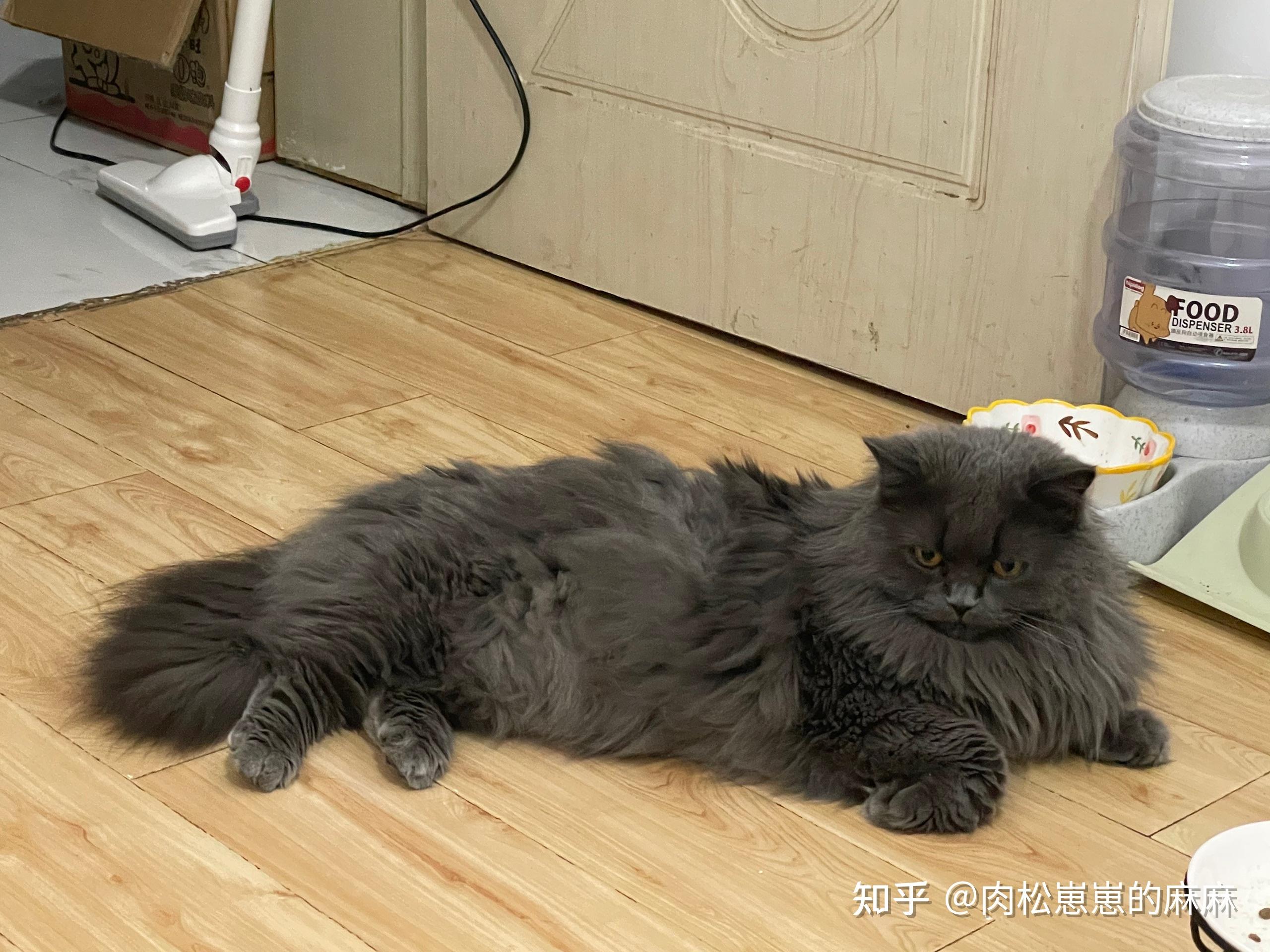 我买的英短为什么是个长毛猫? - 知乎