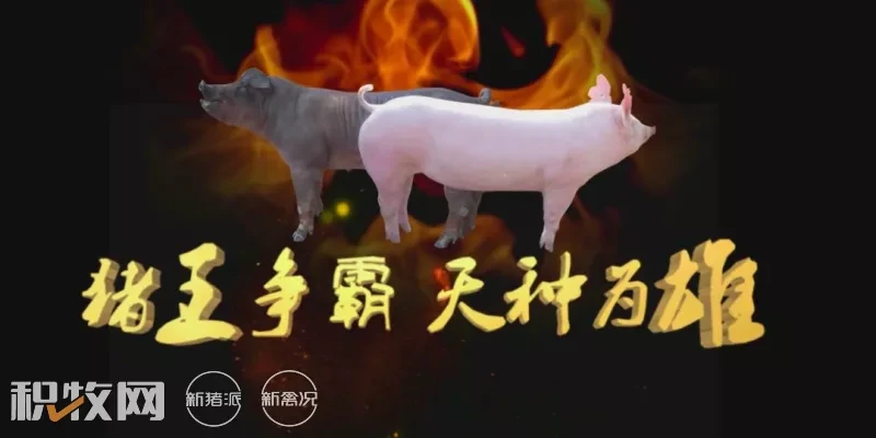 中国品牌种猪——金新农天种种猪 - 知乎