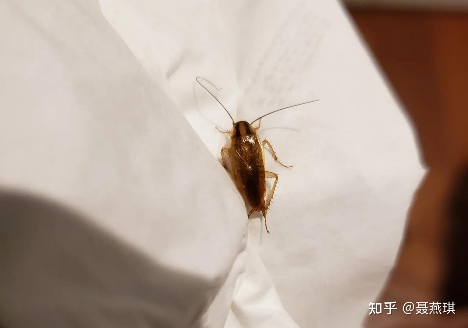 怎么消灭德国小蠊(蟑螂)这虫子? - 知乎
