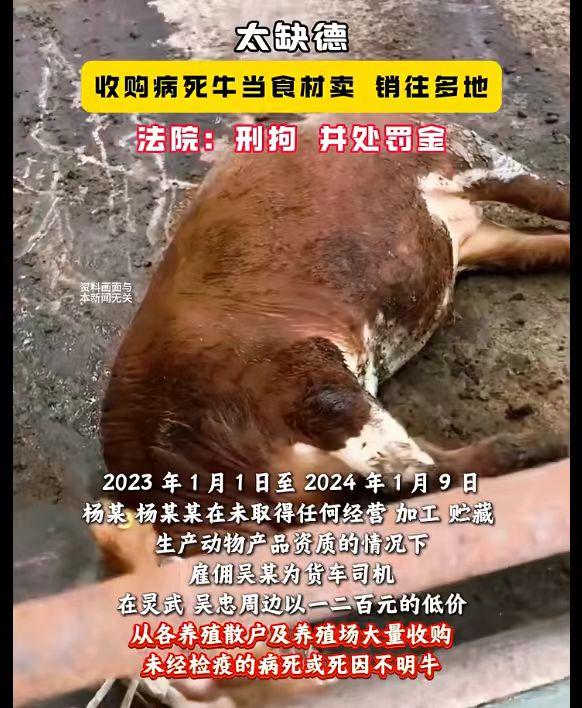 疑似将病死猪优先屠宰还跨区域销售?!低价熟肉背后的“黑色逻辑” - 知乎