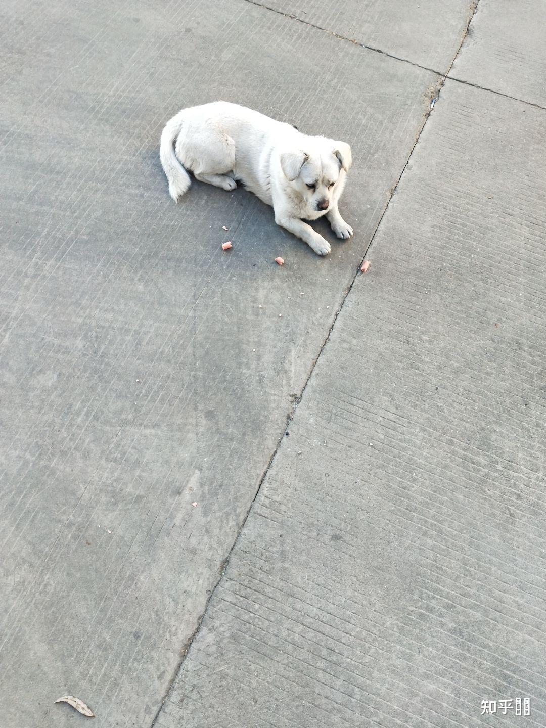 如何看待「叫嚣狗比人值钱」的徽州宴老板娘被行政拘留,丈夫公开道歉