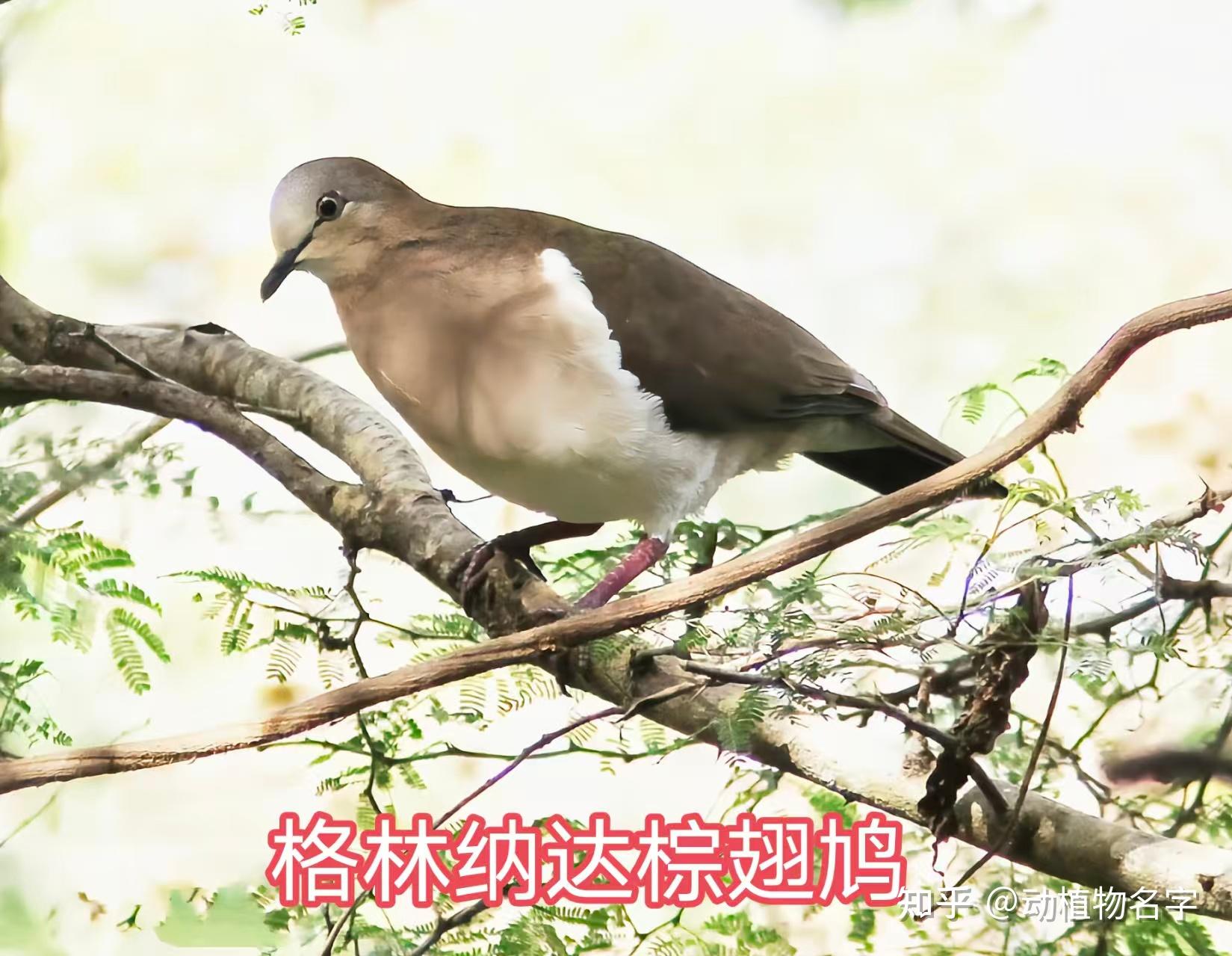 99图带你走进鸠鸽科鸟类的世界 - 知乎