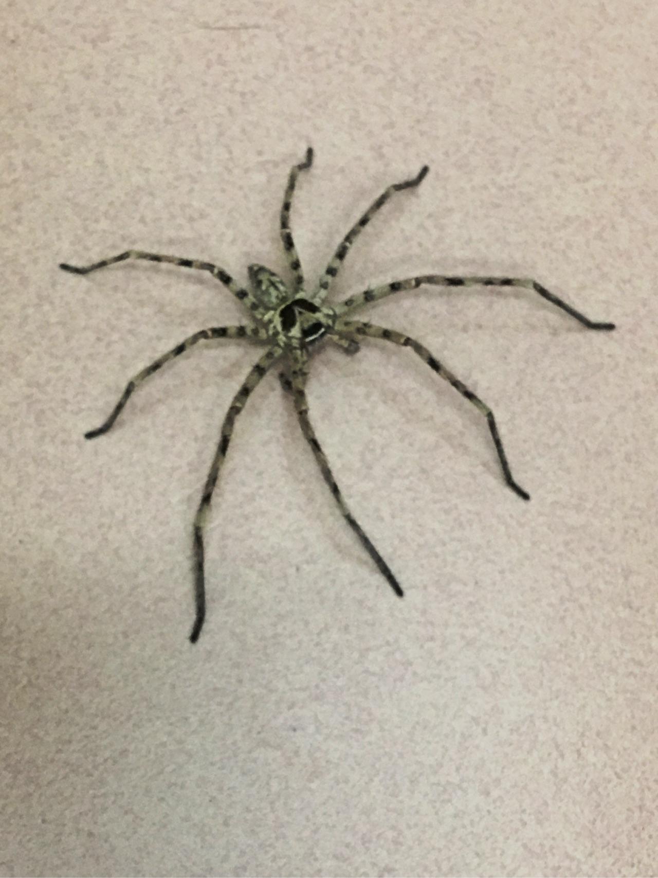 家里出现黑色大蜘蛛?