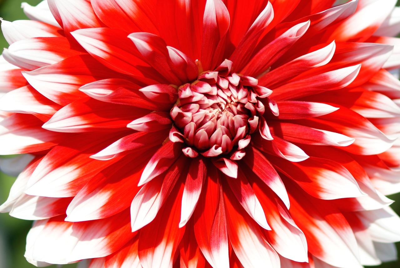 2. 花叶共荣植物