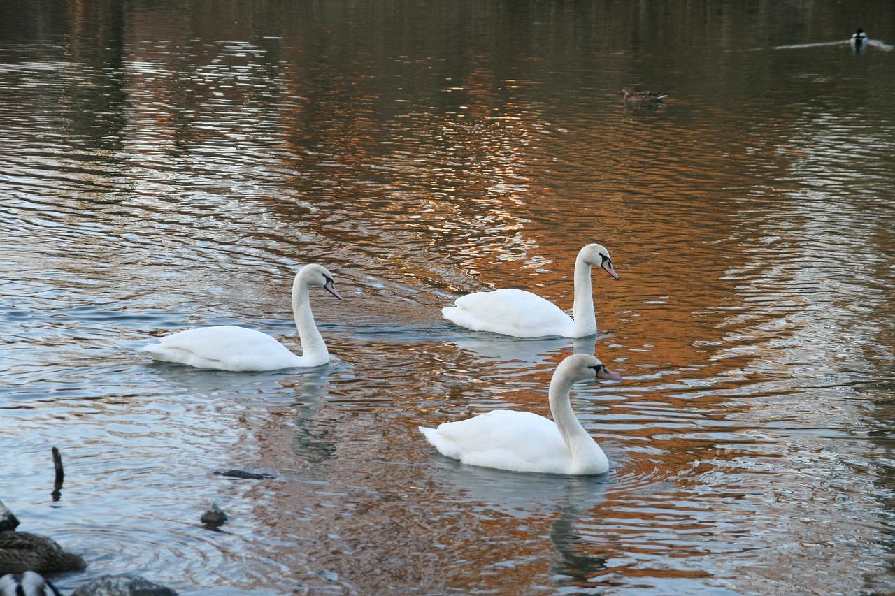 湖景房投资回报