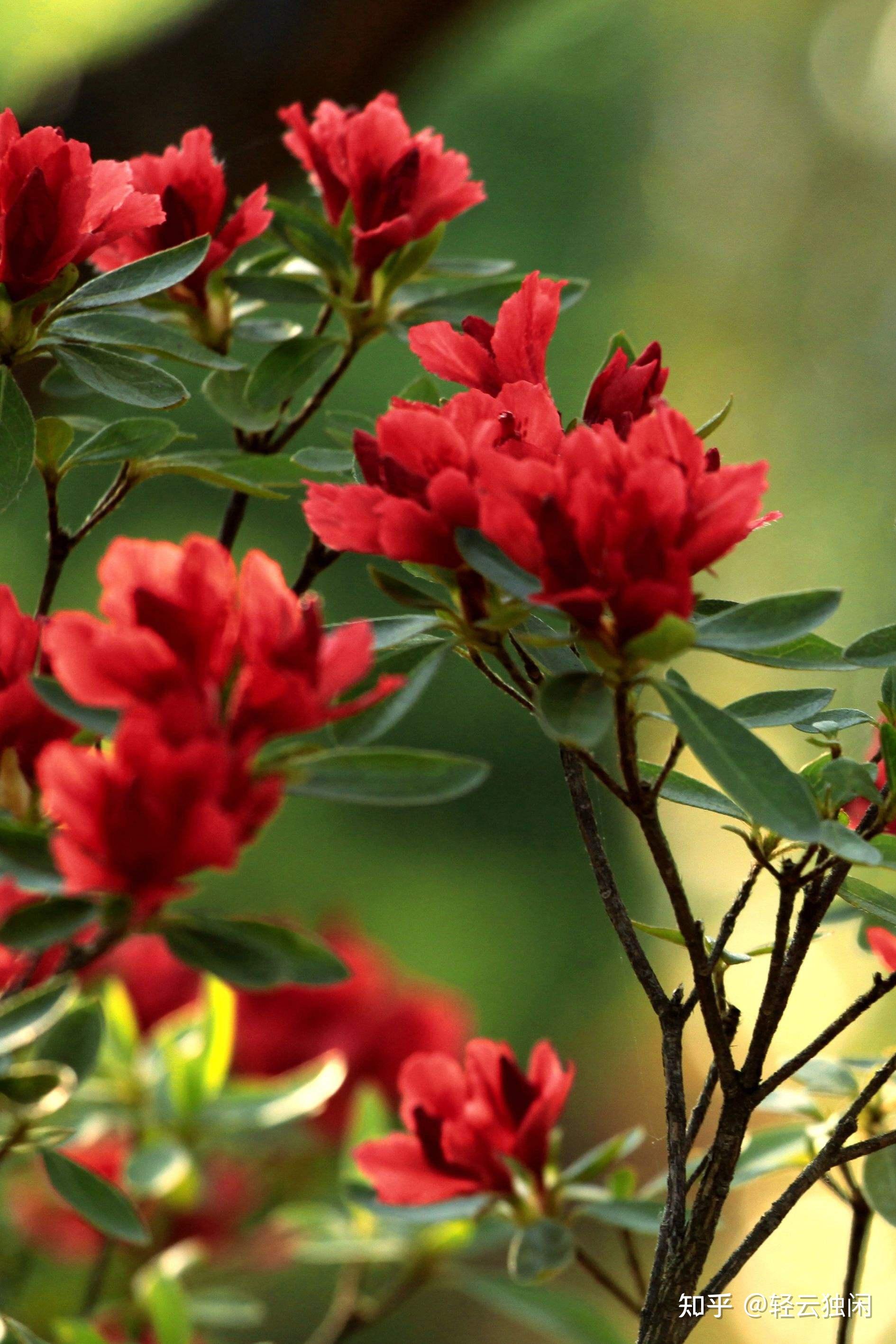 4 月 1 日第十八届青岛大珠山杜鹃花会启幕,其中有何精彩看点?