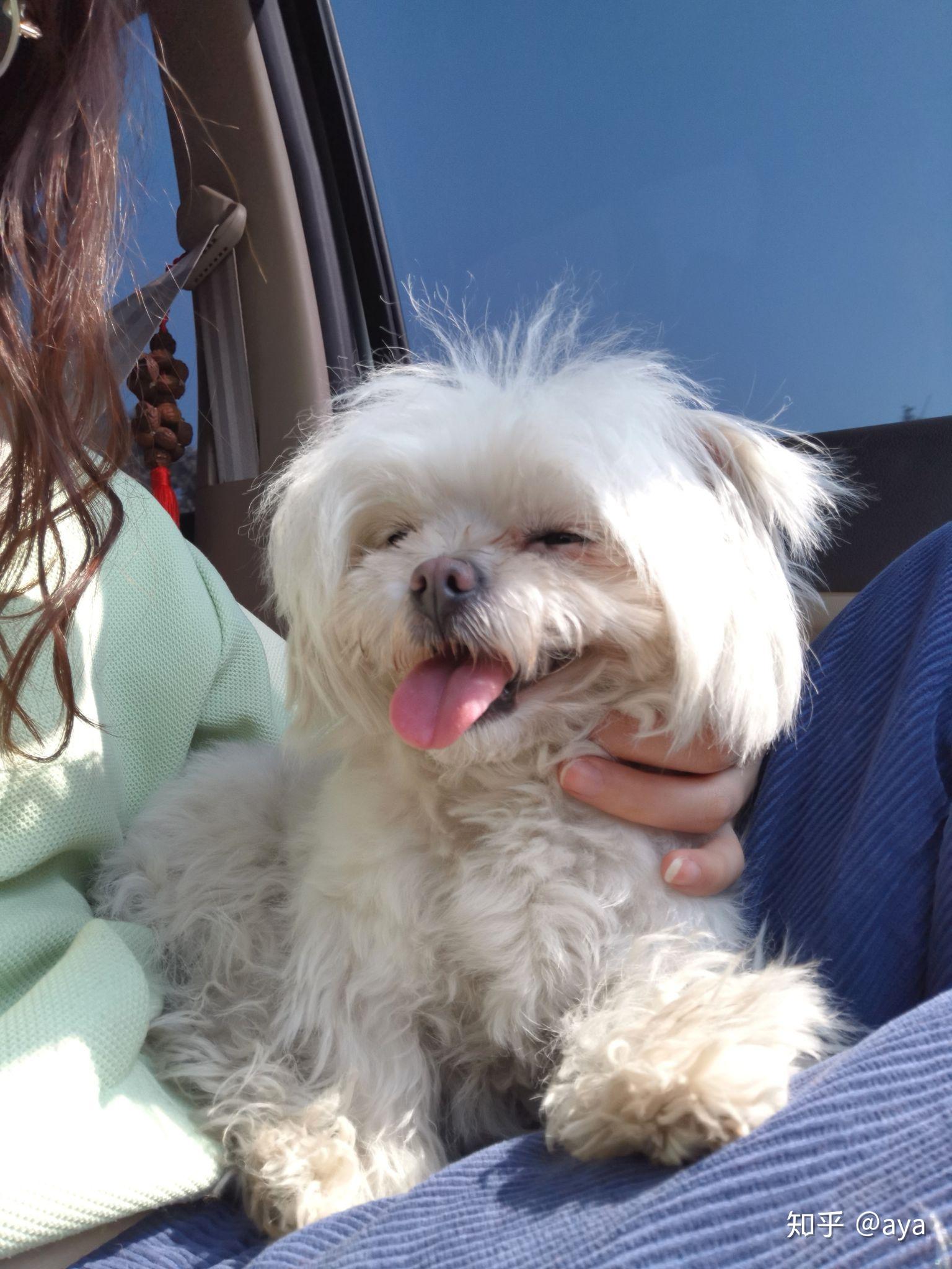 博美和比熊的串串能长多大成犬什么样子