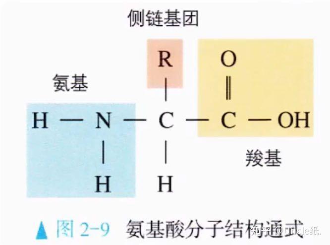 α—氨基酸的结构简式图片