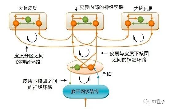 人脑工作机制（32）：思维和意识的形成机制（二）——“思维”的生物学意义及工作特点 - 知乎