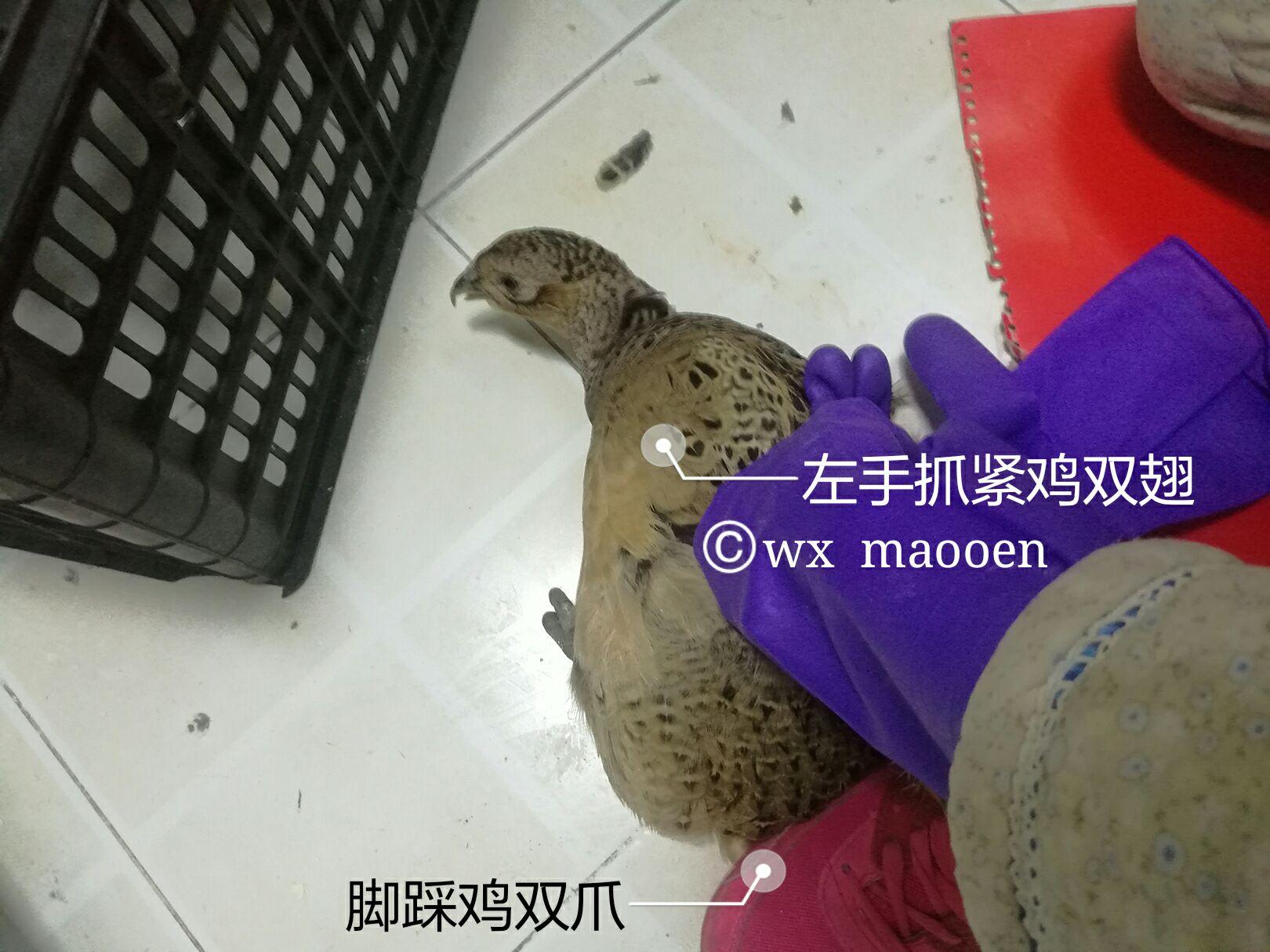 如何正确的杀鸡？ - 知乎