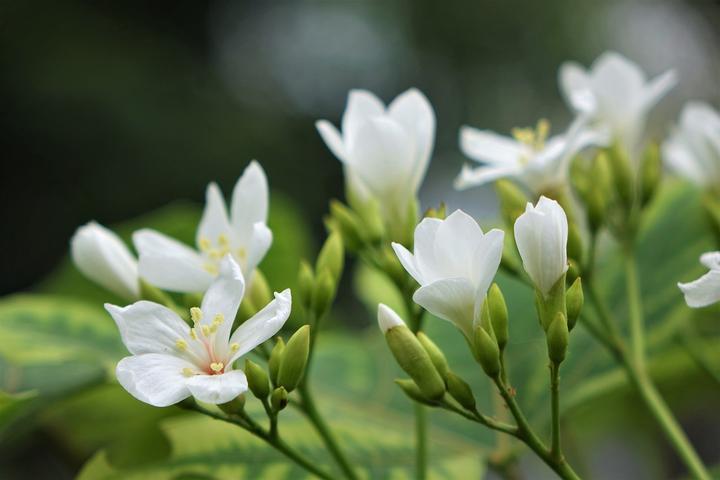 五月会开的花花（四）：油桐花，画浪翻飞的五月雪- 知乎