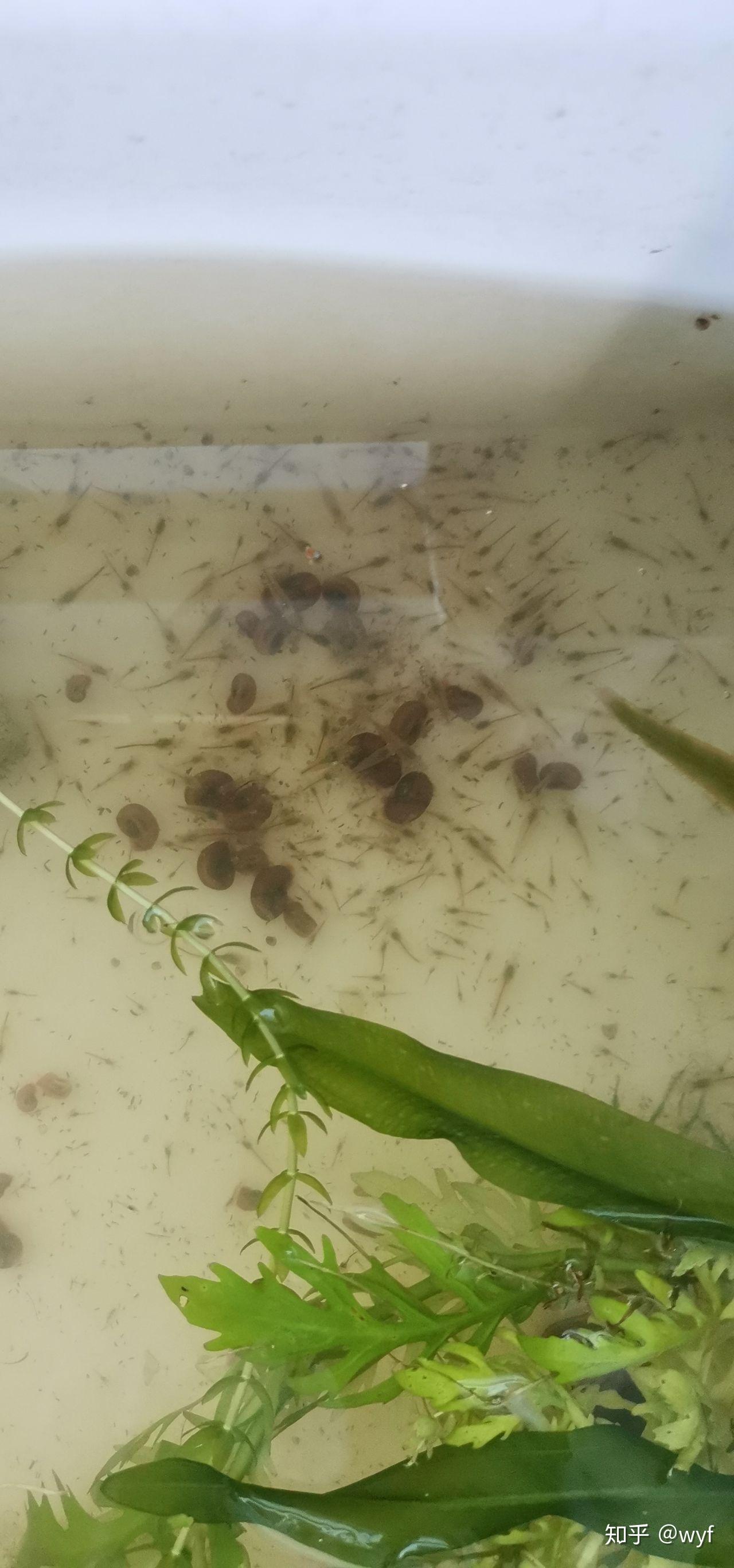 黑壳虾是怎么抱卵的