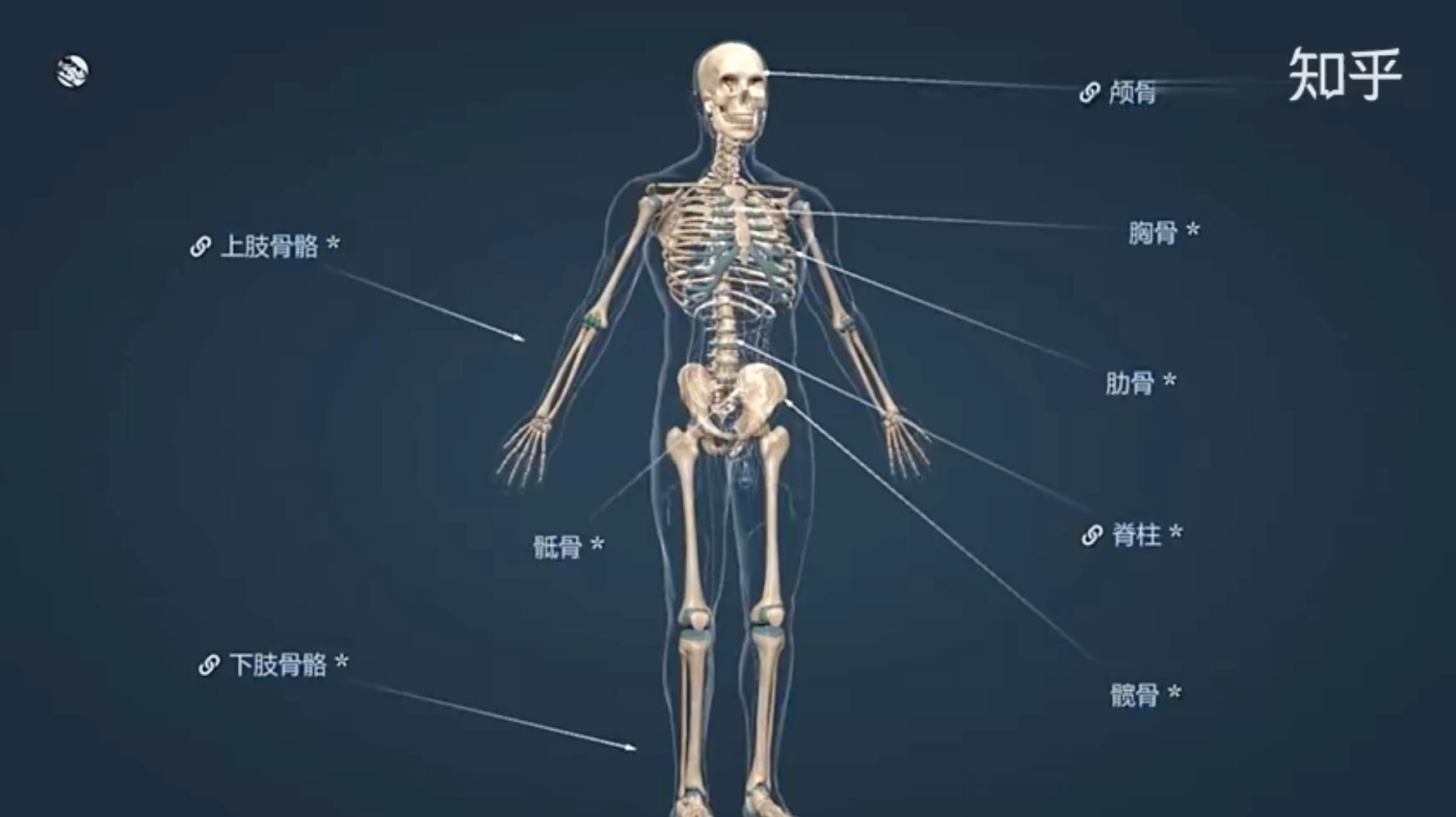 人體骨骼是怎麼運動的