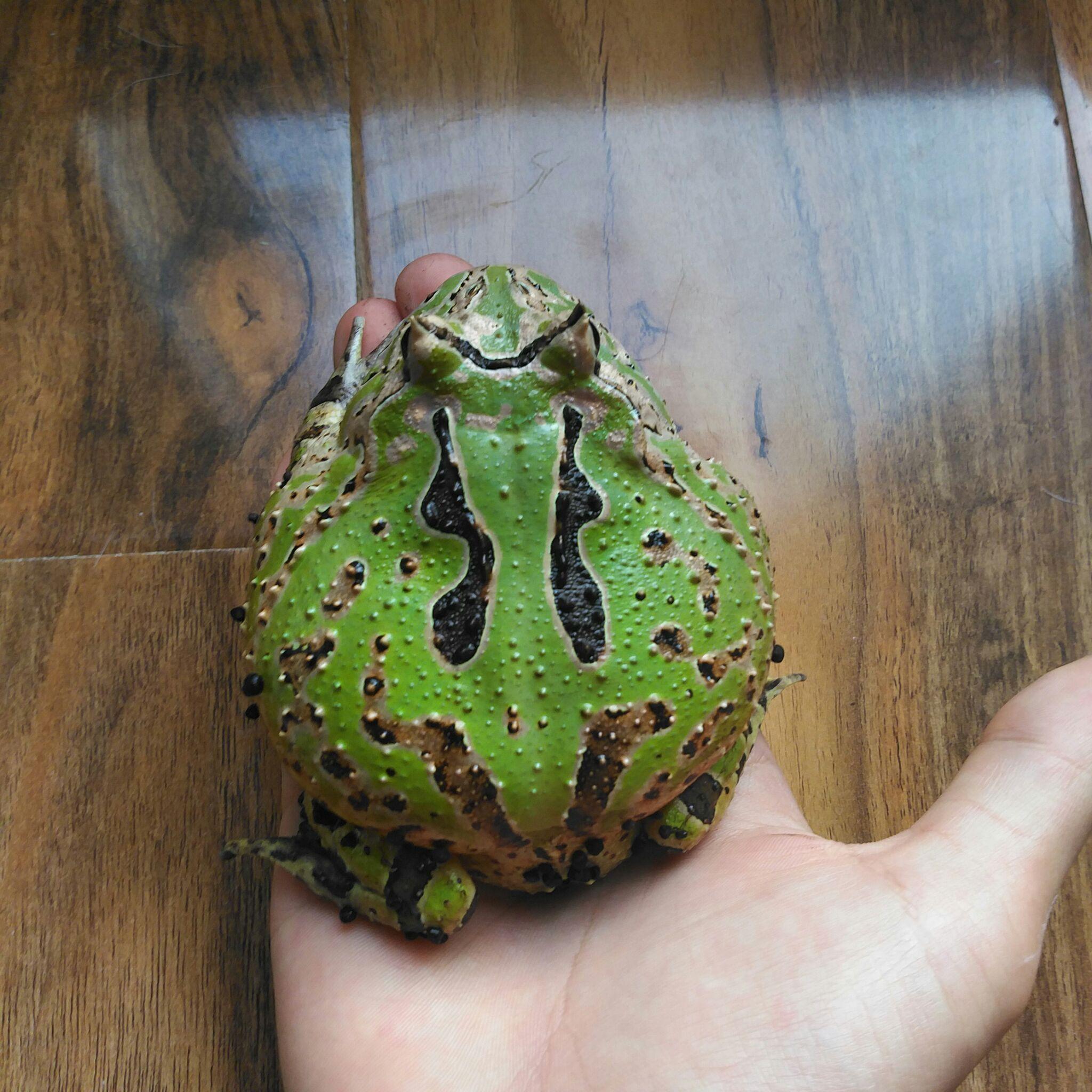 新手想养角蛙,都需要什么,土养好还是水养好? - 知乎