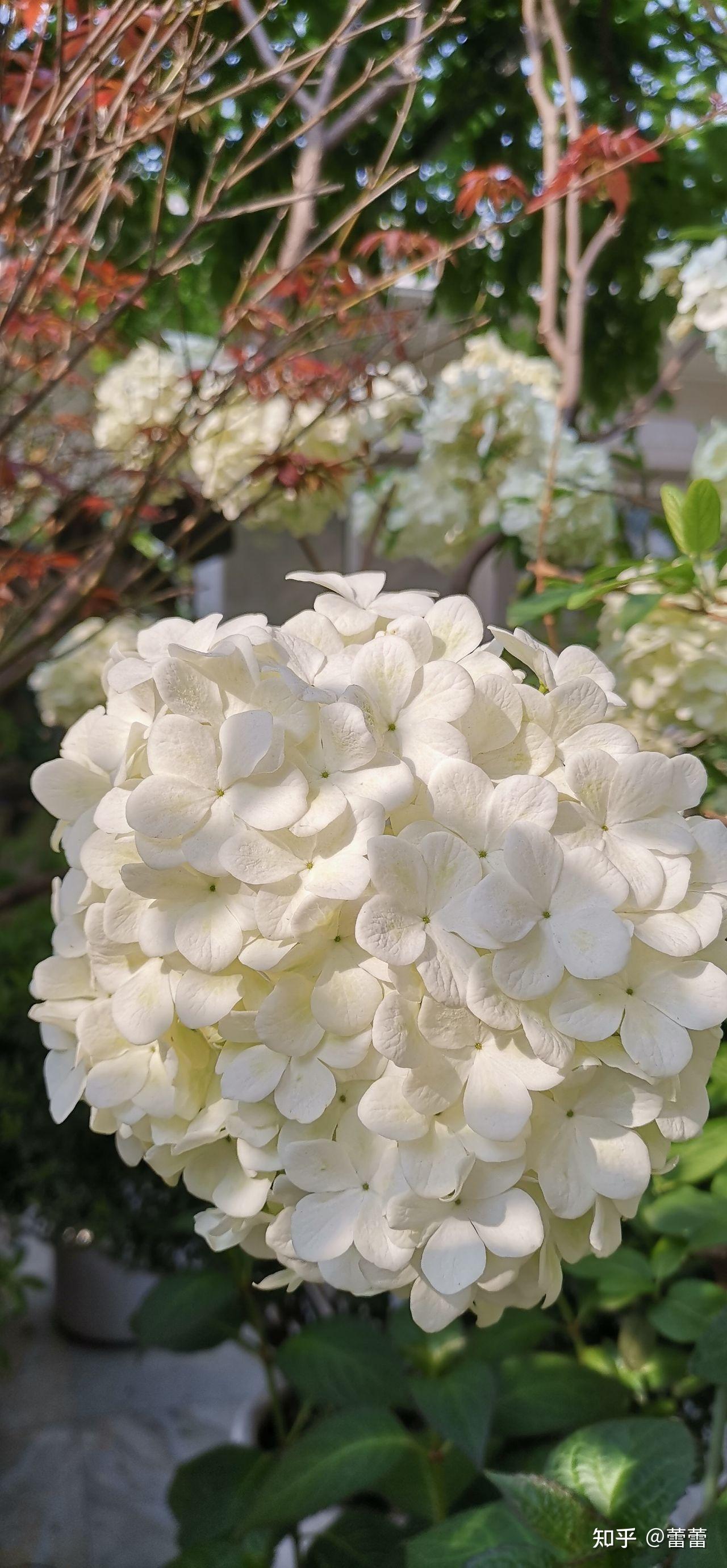刺客列传里的羽琼花是什么花我知道是绣球花绣球花里的哪一种啊