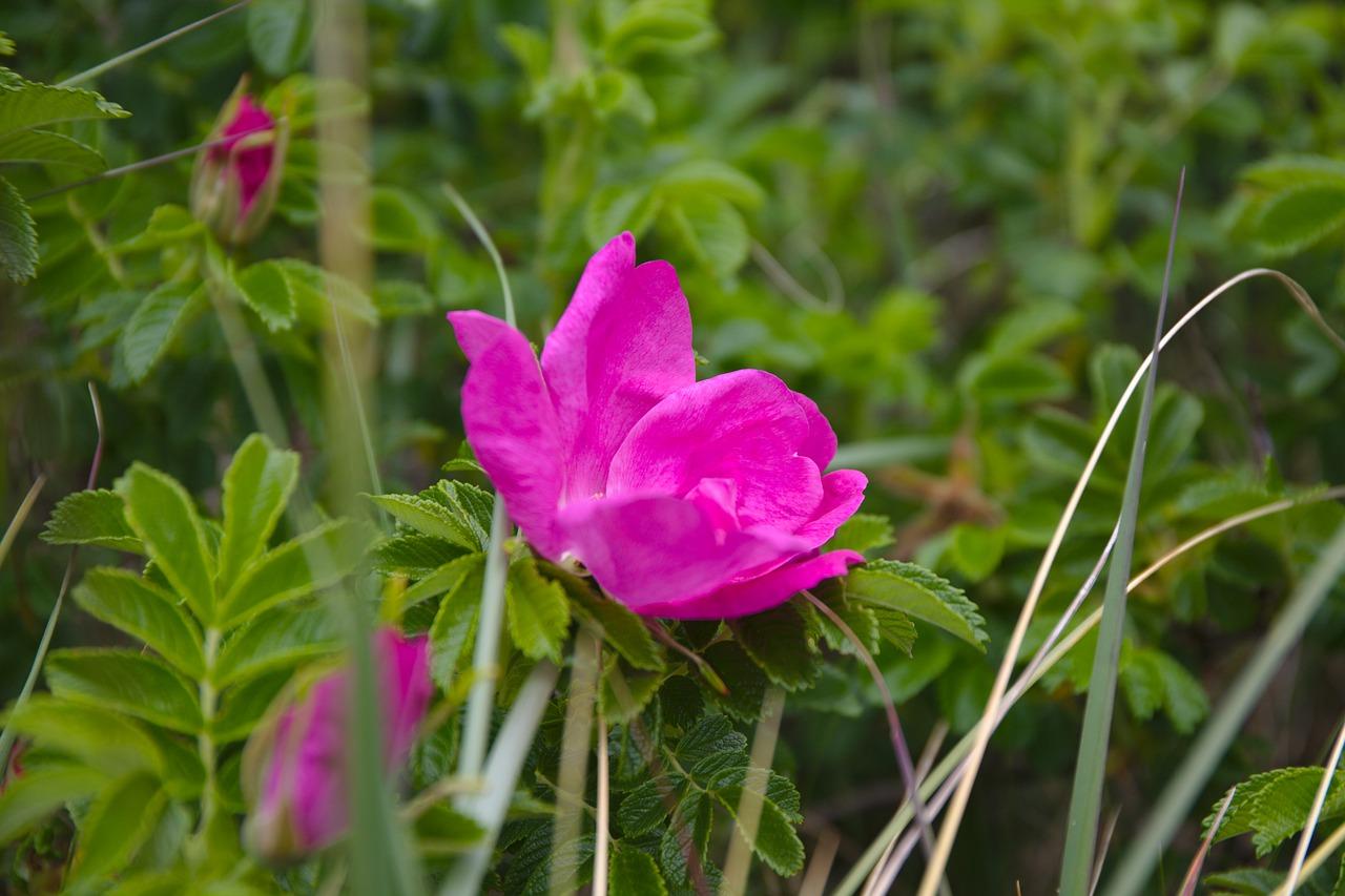 4. 生物防治策略