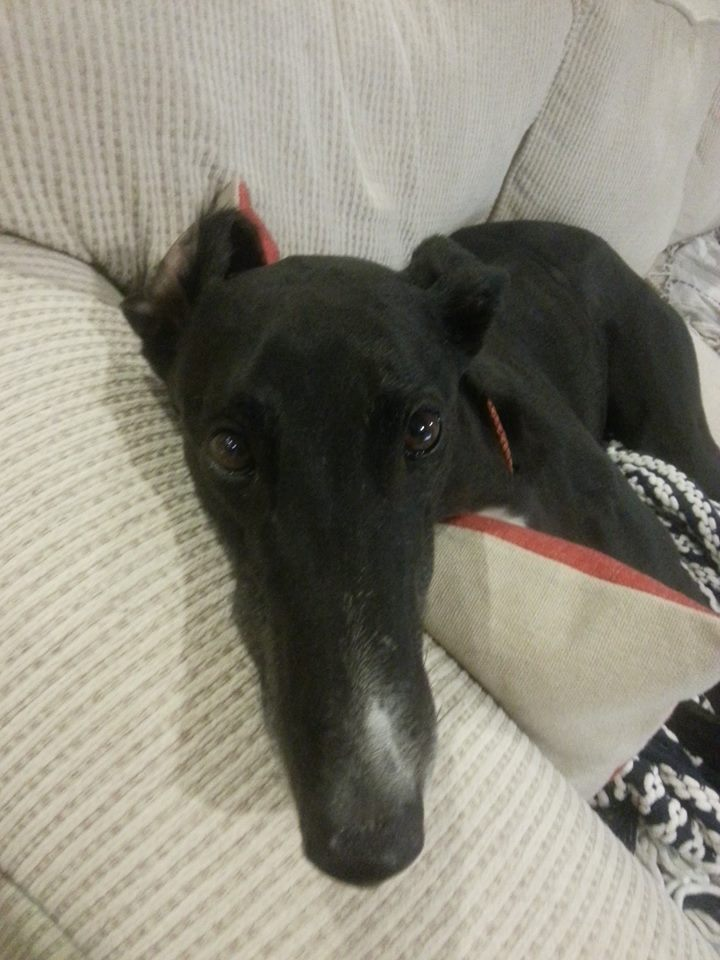 养灵缇是什么感受