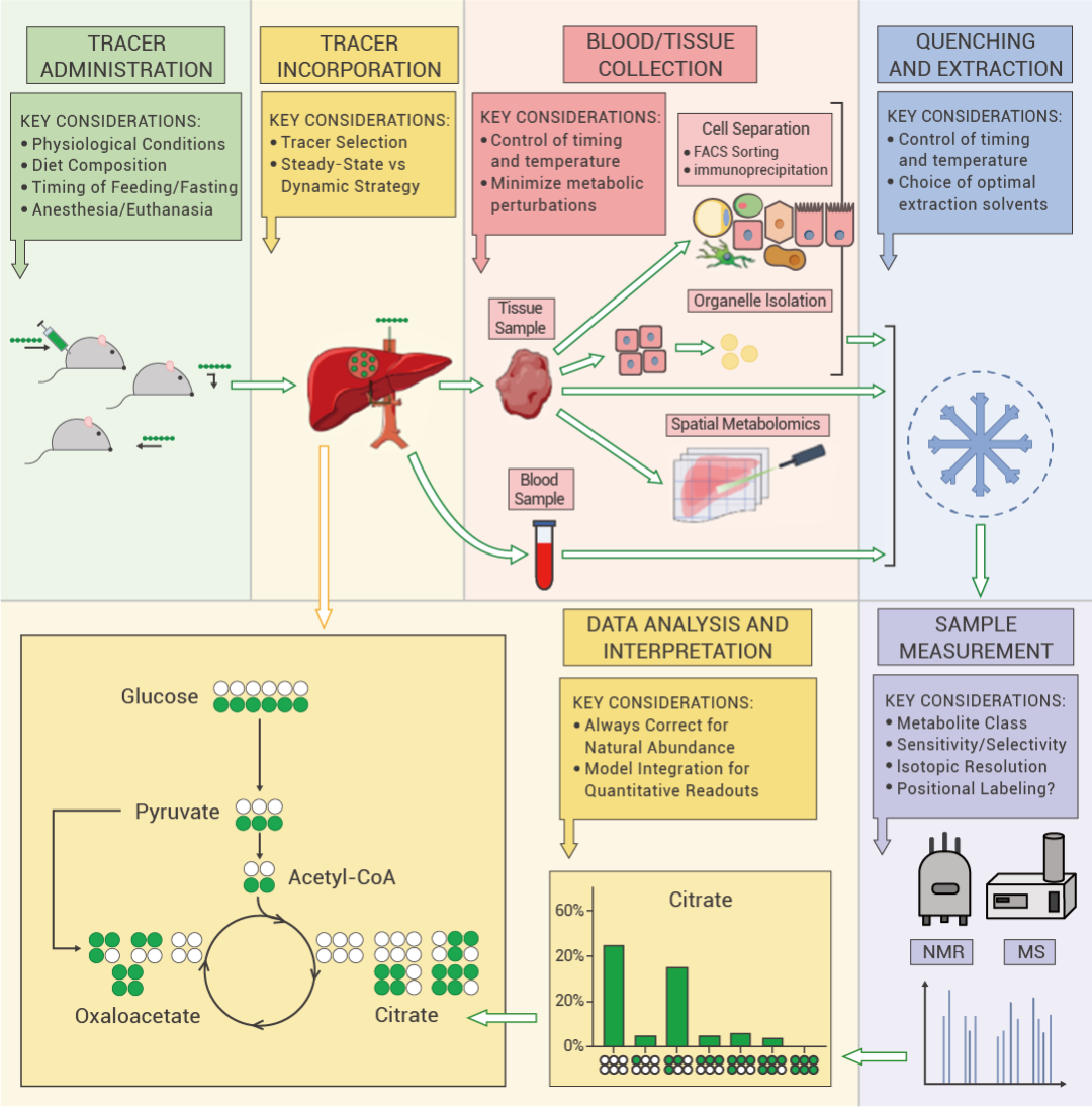 稳定同位素标记物在体内代谢实验中的应用 | MedChemExpress (MCE) - 知乎