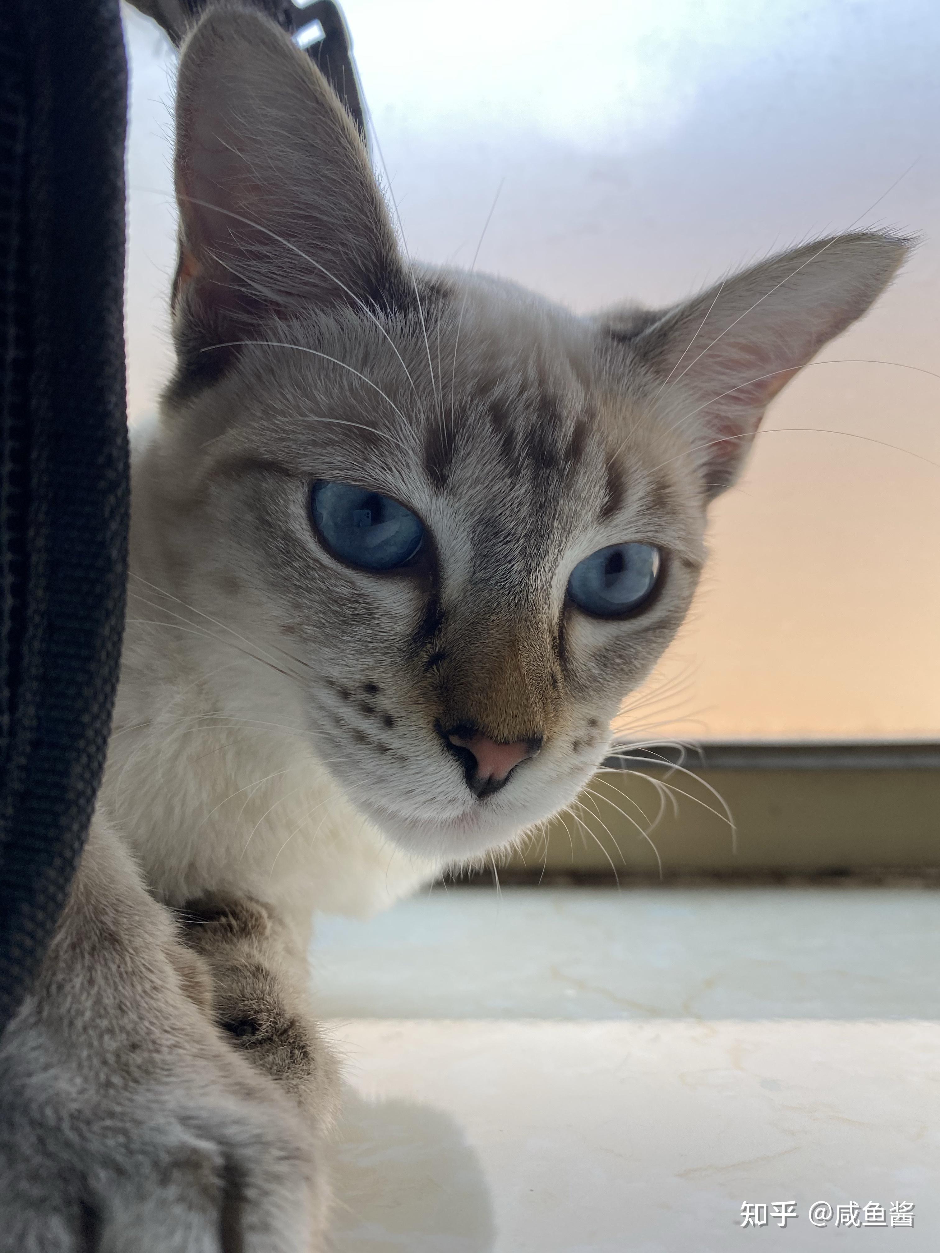 你们的虎斑暹罗猫长大了什么样子