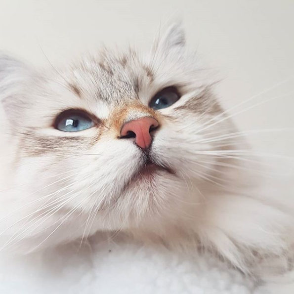 吸猫大会:西伯利亚森林猫Lilo - 知乎