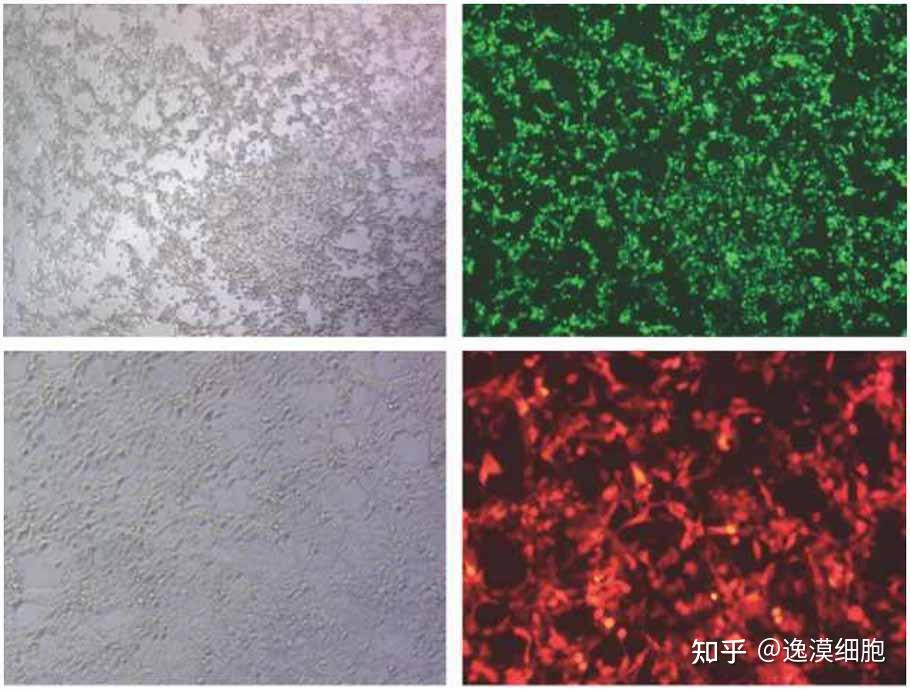 细胞荧光标 - 知乎