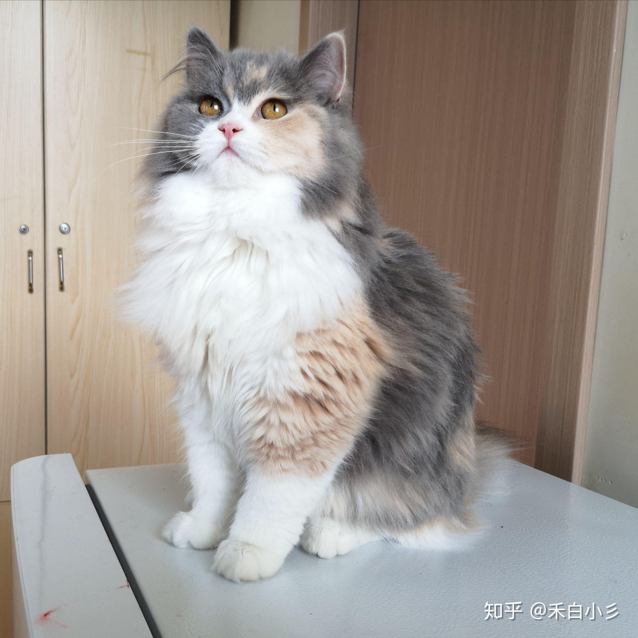 有没有英短缅因啥的可以让我吸个猫只要可爱就行