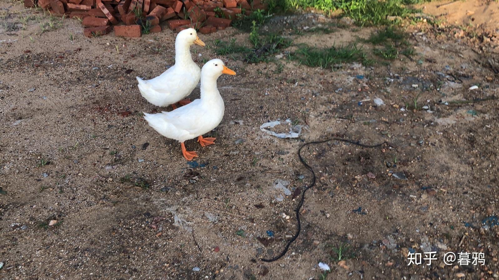 同体重的鹅和猫谁比较厉害