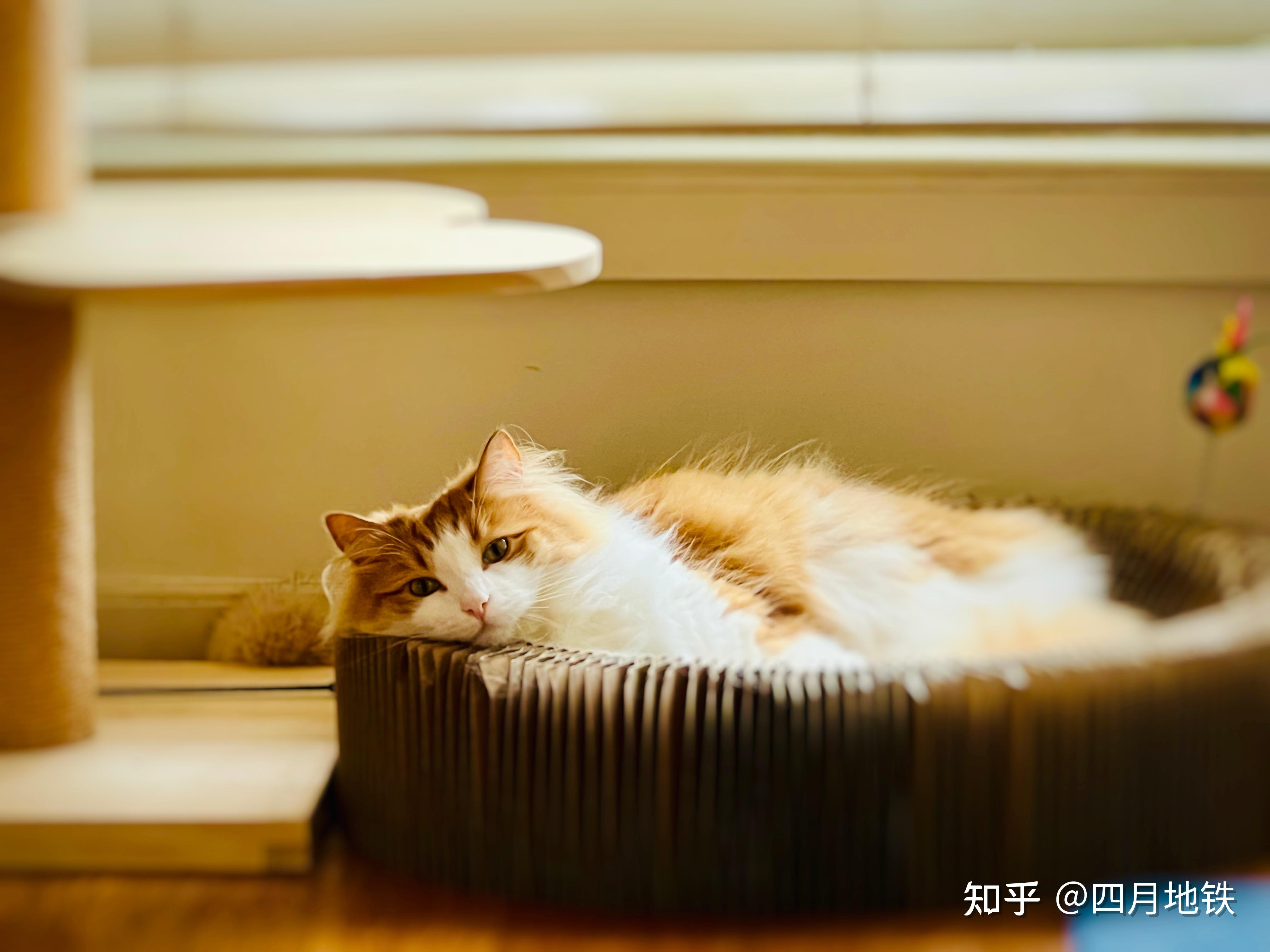 让人赞不绝口的土猫有什么神奇的魅力? - 知乎