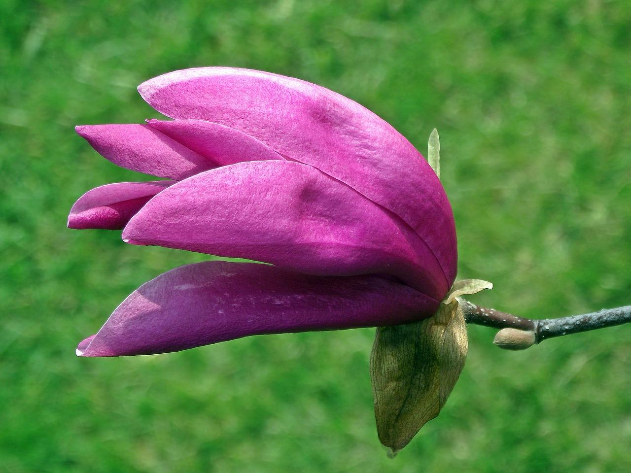 白玉兰代表什么意思