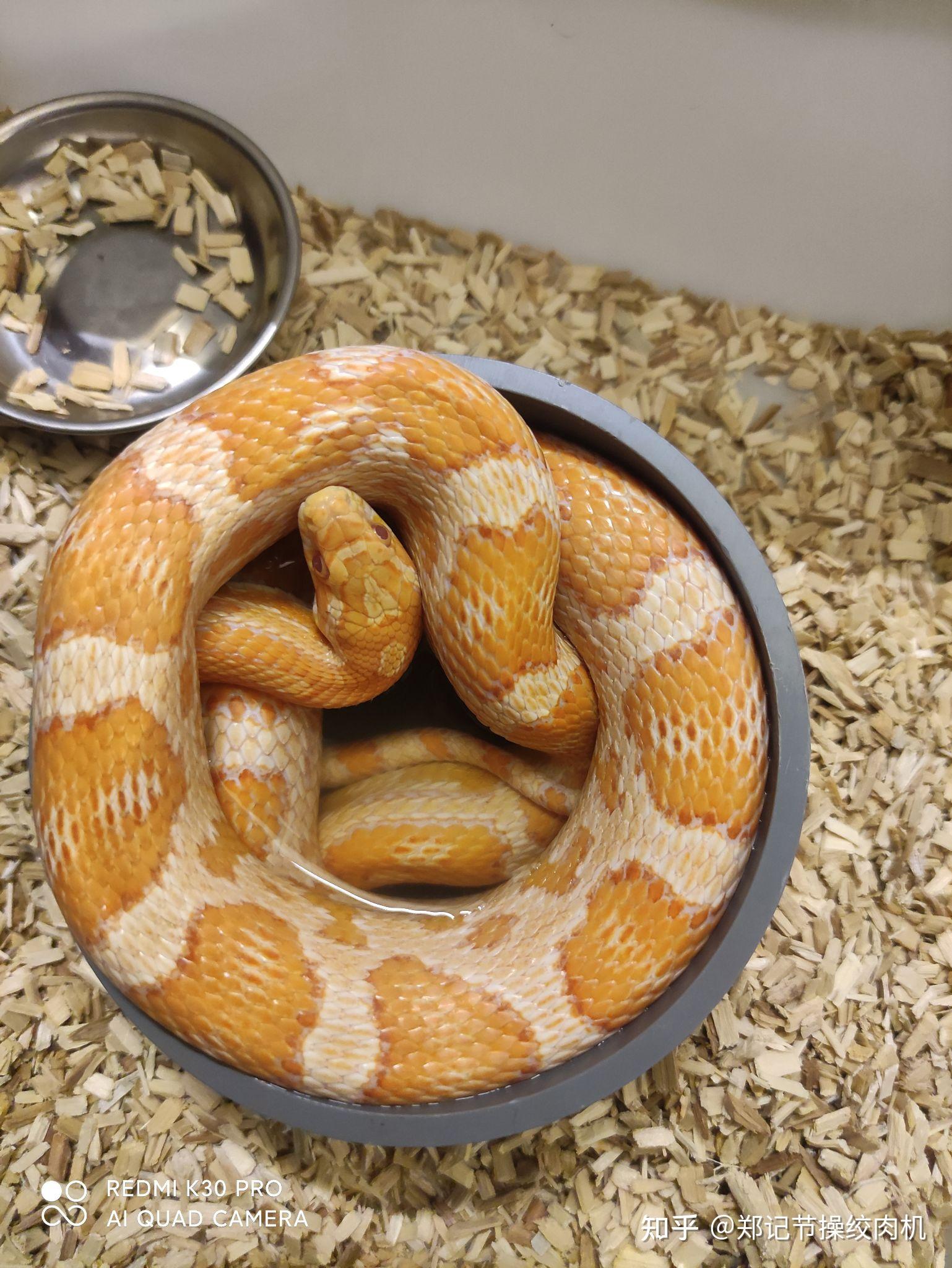 分享一下你的宠物蛇的可爱照片和小故事好吗? - 知乎